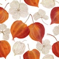 Physalis flowers buds seamless pattern Cape gooseberry flowers and leaves structure Golden berry watercolor botanical