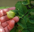 Physalis fruit