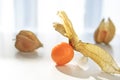 Physalis fruit Royalty Free Stock Photo