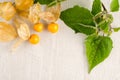 Physalis fruit closeup Royalty Free Stock Photo