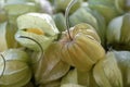 Physalis fruit. Group of golden berries with calyx Royalty Free Stock Photo