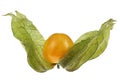physalis fruit Royalty Free Stock Photo