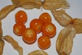 Physalis fruit macro background high quality prints solanaceae family