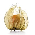 Physalis, fruit with papery husk Royalty Free Stock Photo