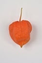 Physalis fruit Royalty Free Stock Photo