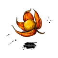 Physalis fruit vector drawing. Golden berry sketch. Botanical illustration of superfood.