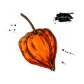 Physalis fruit vector drawing. Golden berry sketch. Botanical illustration of superfood.