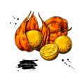 Physalis fruit vector drawing. Golden berry sketch. Botanical illustration of superfood.