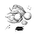 Physalis fruit vector drawing. Golden berry sketch. Vintage engraved illustration of superfood.