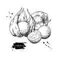 Physalis fruit vector drawing. Golden berry sketch. Vintage engraved illustration of superfood.