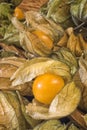 Physalis fruit (Physalis peruviana) also called Cape gooseberry, Uchuva or gold berries.