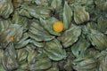 physalis fruits Royalty Free Stock Photo