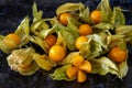 Physalis fruits (Physalis peruviana) in colseup