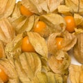 Physalis fruits on a white background Royalty Free Stock Photo