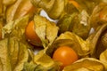Physalis fruits on a white background Royalty Free Stock Photo