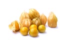 Physalis Group Royalty Free Stock Photo