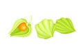 Physalis or Indian Ginseng Papery Husk or Calyx Enclosing Small Orange Fruit Vector Illustration