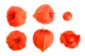 Physalis isolated on white background. Top view. Flat lay pattern. Set or collection Royalty Free Stock Photo