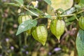 Physalis minima Royalty Free Stock Photo