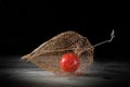 Physalis on old wood, black background