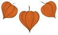 Physalis orange ripe fruit berry vector icon