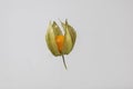 Physalis - Peruvian Cinquefoil - a beneficial crop from South America photographed on a white background