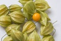 Physalis - Peruvian Cinquefoil - a beneficial crop from South America photographed on a white background