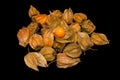 Physalis peruviana Cape gooseberry, goldenberry isolated on a Royalty Free Stock Photo