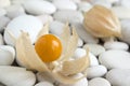 Physalis peruviana orange ripened fruits in husk on white pebbles table Royalty Free Stock Photo