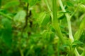 Physalis peruviana, Cape Gooseberry on the tree in organic farms. Nutrition Information About Rasbhari, Cape Gooseberries, or Royalty Free Stock Photo