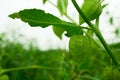 Physalis peruviana, Cape Gooseberry on the tree in organic farms. Nutrition Information About Rasbhari, Cape Gooseberries, or Royalty Free Stock Photo