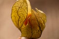Physalis peruviana flower Royalty Free Stock Photo