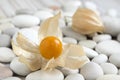 Physalis peruviana orange ripened fruits in husk on white pebbles table Royalty Free Stock Photo