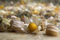 Physalis peruviana orange ripened fruits in husk on wooden table Royalty Free Stock Photo