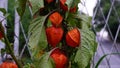 Physalis peruviana, Winter Cherry, physalis peruviana fruits harvest. Physalis flowers. Ground Cherry or Winter Cherry in the autu