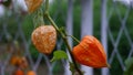 Physalis peruviana, Winter Cherry, physalis peruviana fruits harvest. Physalis flowers. Ground Cherry or Winter Cherry in the autu