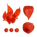 Physalis Physalis alkekengi fruit with the red husk in various views Royalty Free Stock Photo