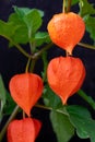 Physalis plant also known as chinese lantern with orange flowers and green leaves on bright sunlight Royalty Free Stock Photo