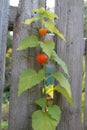 Physalis plant with beautiful orange boxes Royalty Free Stock Photo