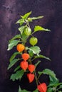 Physalis plant, chinese lantern or physalis alkekengi with orange flowers and green leaves on fall autumn Royalty Free Stock Photo