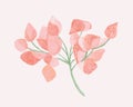 Physalis plant. Vector isolated illustration of pink flowers.