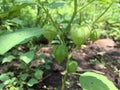 Physalis plants that grow in the yard