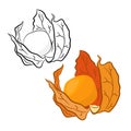 Physalis 4 set