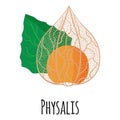 Physalis superfood fruit for template farmer market design, label and packing. Natural energy protein organic food