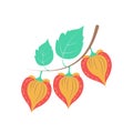 physalis vector cartoon illustration on the white background Royalty Free Stock Photo