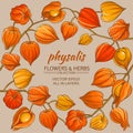 Physalis vector frame