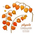 Physalis vector set