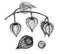 Physalis vector sketch. Physalis plant. Ripe berries of physalis isolated on white background. Medical herbs hand drawn