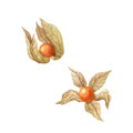 Physalis watercolor illustration isolated on white background.