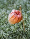 Physalis winter cherry in hoarfrost. Royalty Free Stock Photo